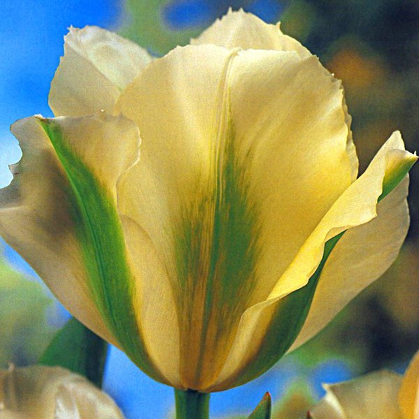 チューリップ　スプリンググリーン