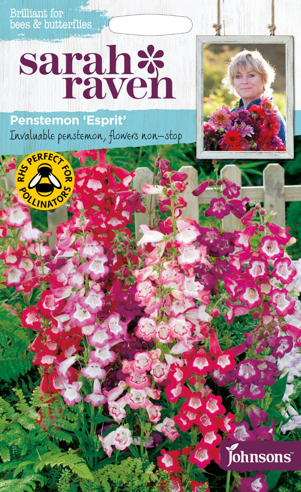 Penstemon Esprit