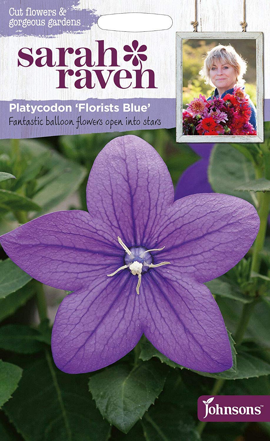 プラティコドン（桔梗） フローリスツ・ブルー