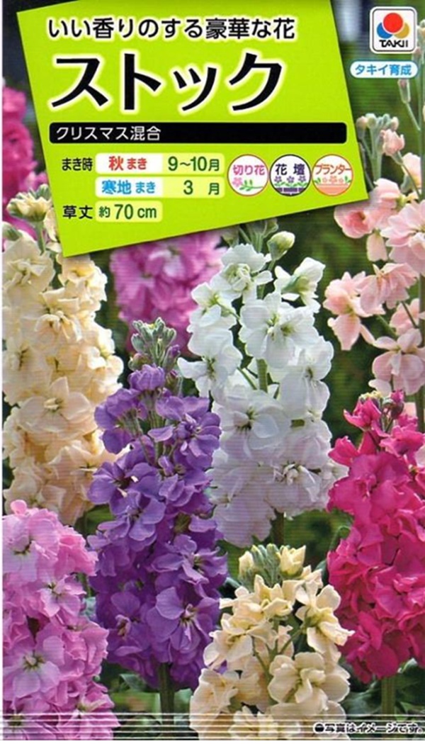 ストック クリスマス混合