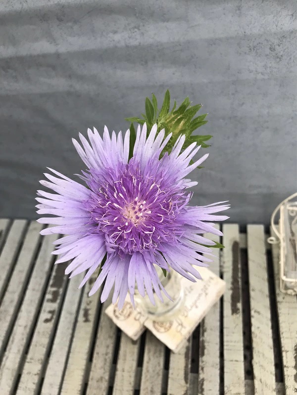 ストケシア 'ブルースター'