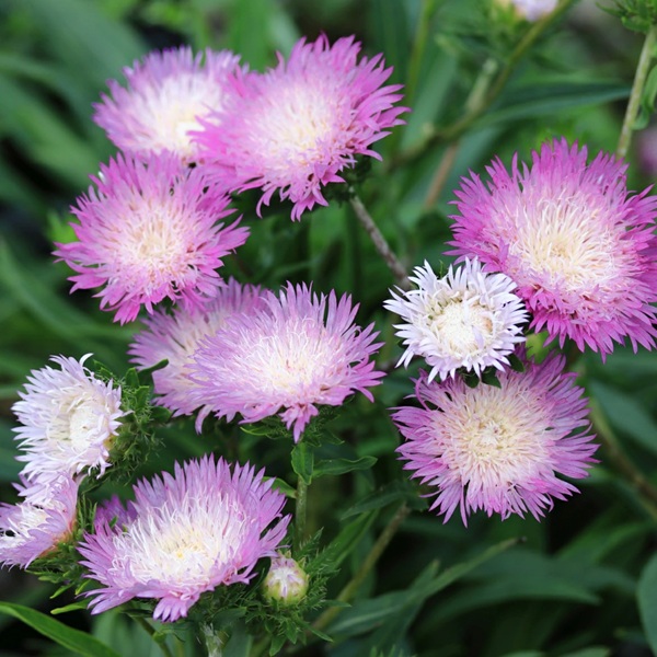 ストケシア カラーホイール1