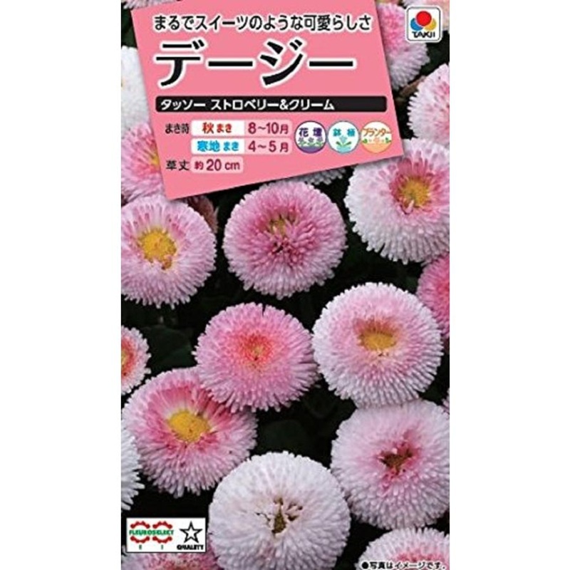 デージータッソー　ストロベリー＆クリーム