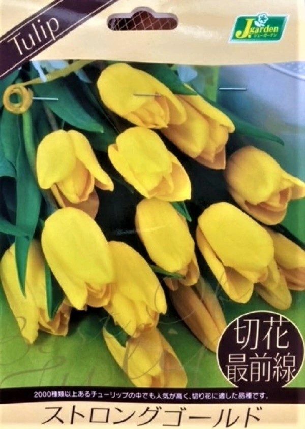 切花最前線ストロングゴールド