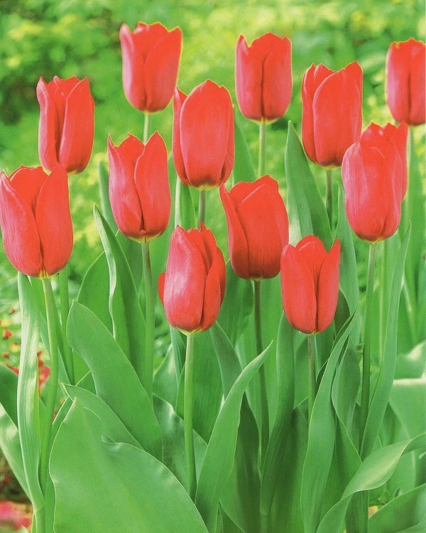 チューリップ　ストロングラブ