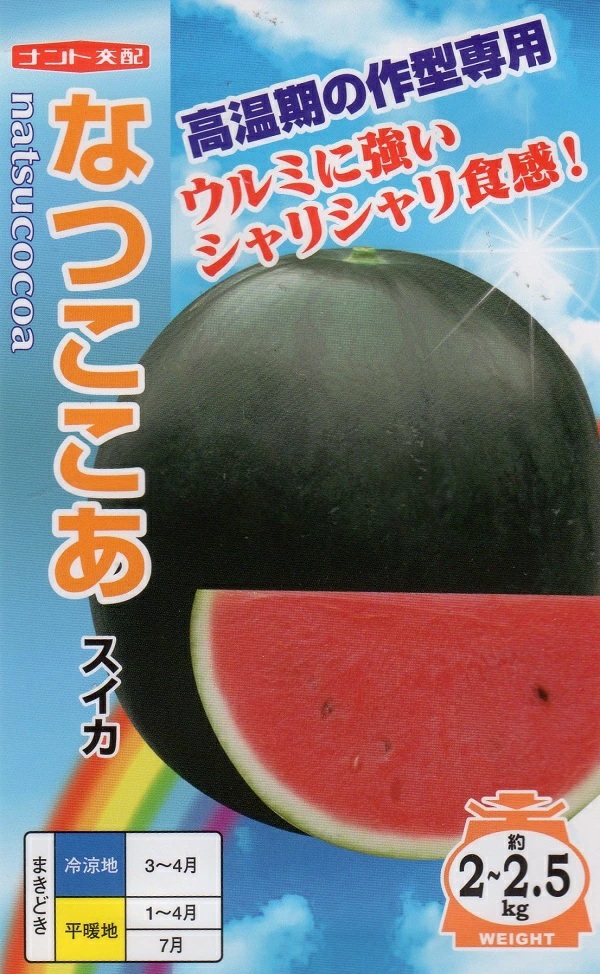 スイカ　なつここあ