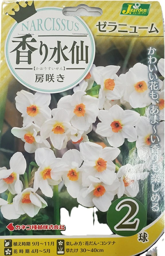 香り水仙 房咲き ゼラニューム