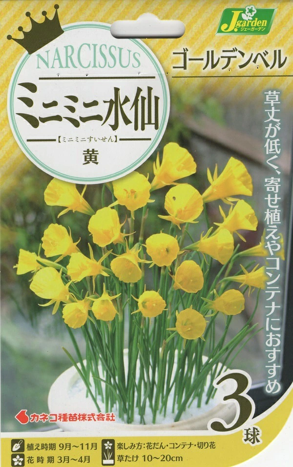ミニミニ水仙ゴールデンベル