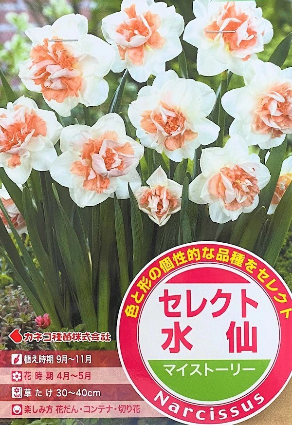 セレクト水仙 マイストーリー