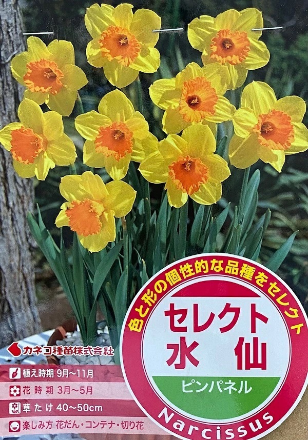 セレクト水仙　ピンパネル