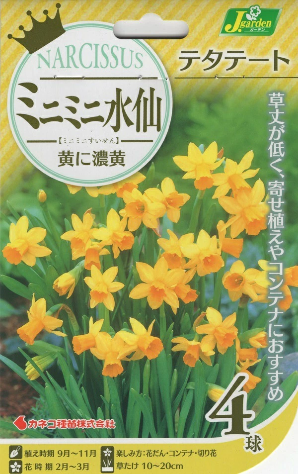 ミニミニ水仙テタテート