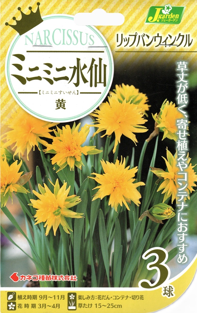 ミニミニ水仙リップバンウィンクル