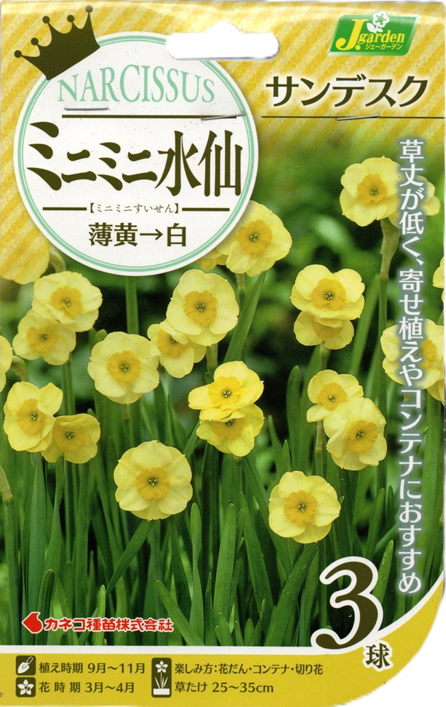 ミニミニ水仙サンデスク