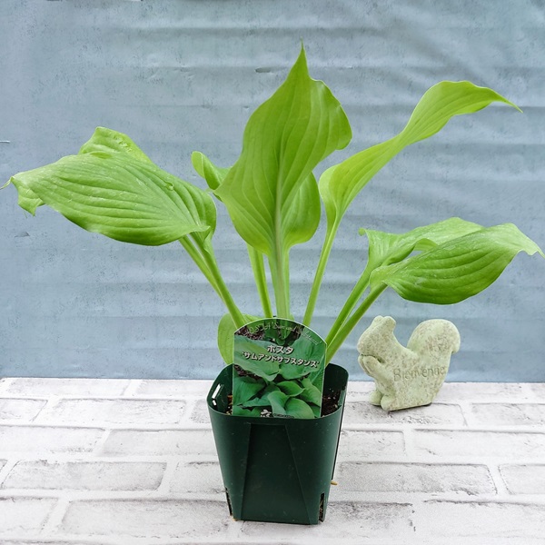 花苗】 ホスタ（ギボウシ） サムアンドサブスタンス 12cmポット 1苗