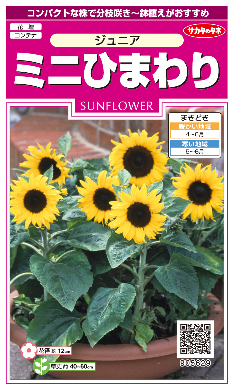 ミニひまわりジュニア