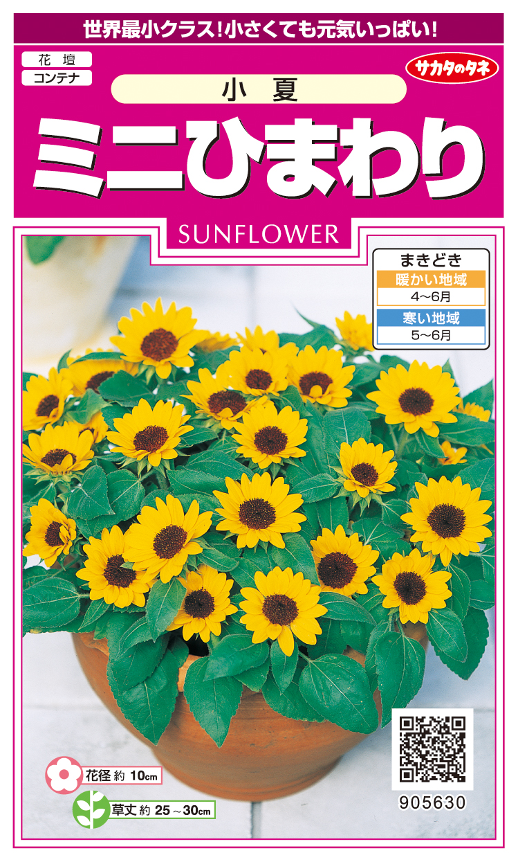 ミニひまわり小夏