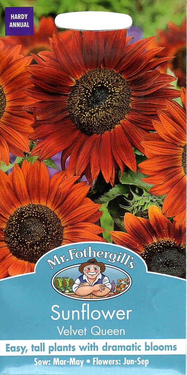 サンフラワー（ひまわり）・ベルベット・クィーン