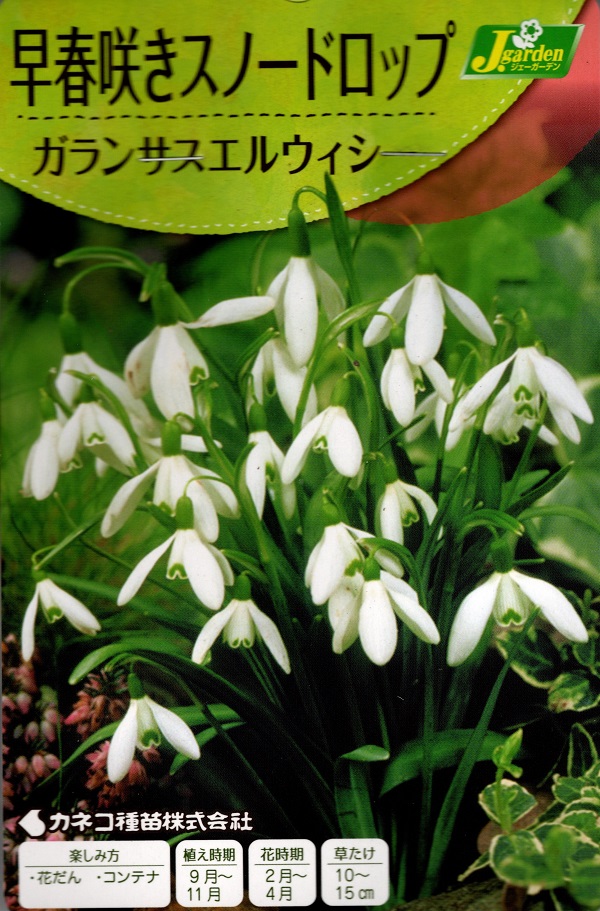 ガランサスエル