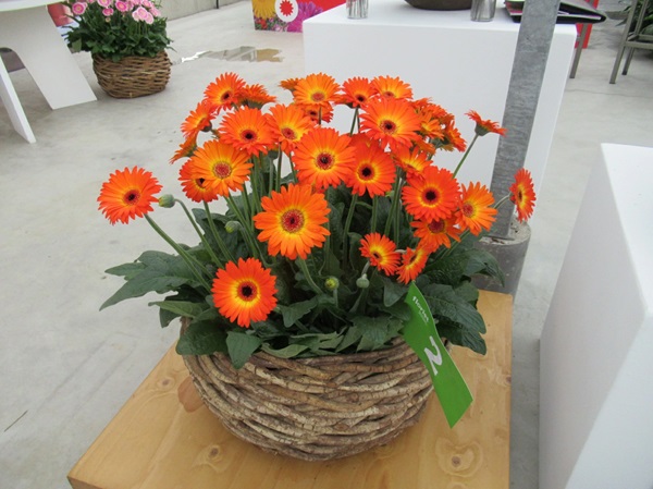 宿根ガーベラ　スイートサンセット