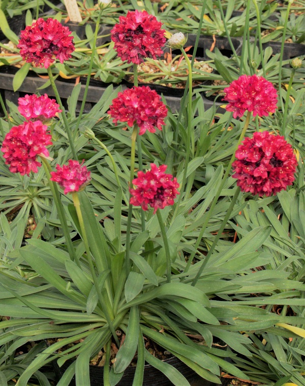 アルメリア サンセットドリーム