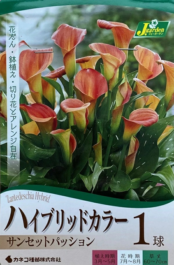 ハイブリッドカラー サンセットパッション 1球入