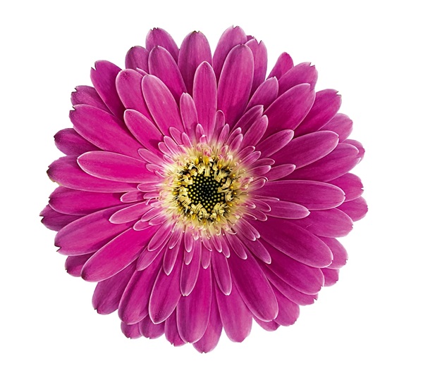 宿根ガーベラ　スイートサプライズ