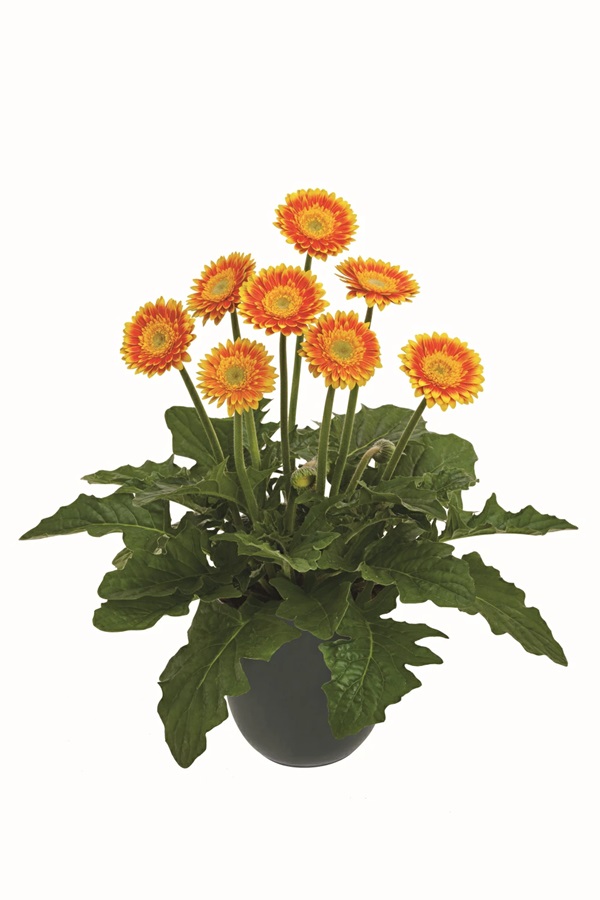 宿根ガーベラ　スイートブレーズ