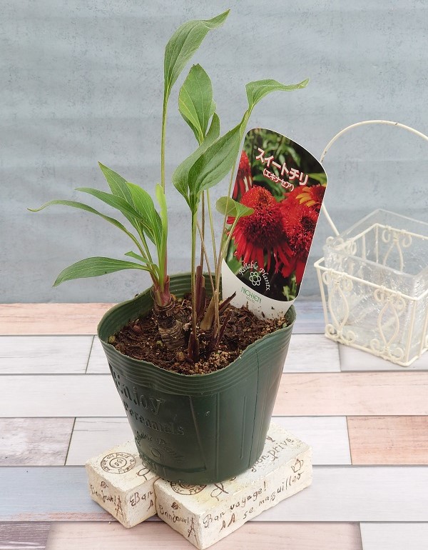 エキナセア　スイートチリ