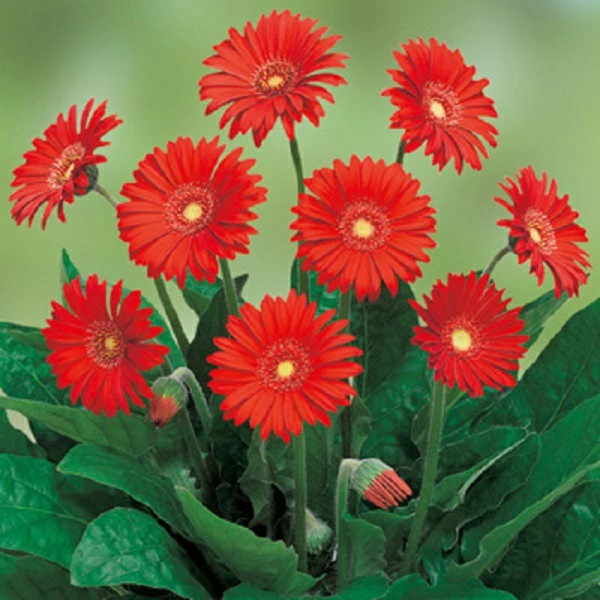 宿根ガーベラ　スイートラブ