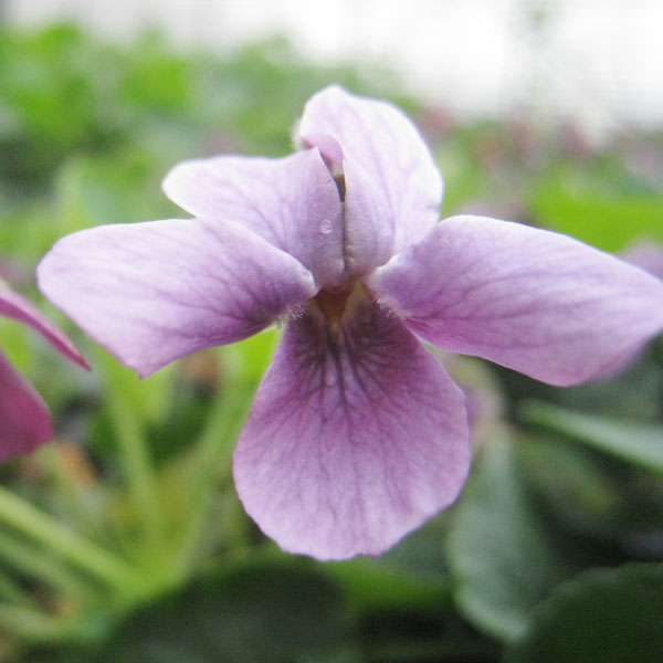 ニオイスミレ　ジャックサンプソン