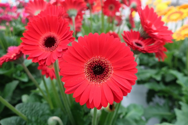 宿根ガーベラ　スイートチリ