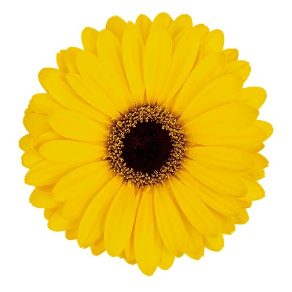 宿根ガーベラ　スイートバイブ