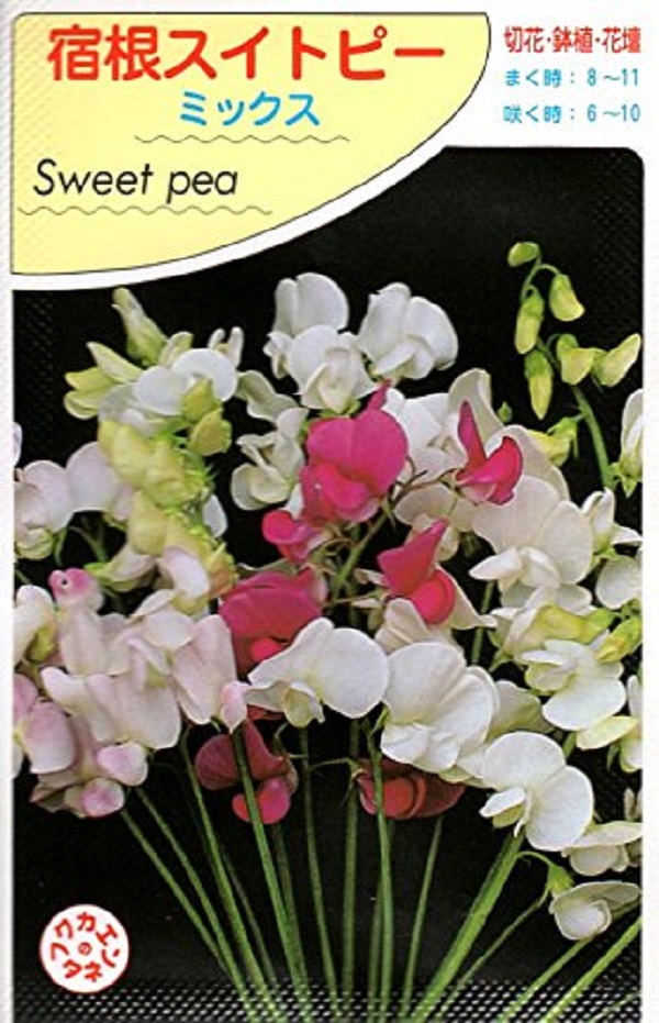 宿根スイトピー