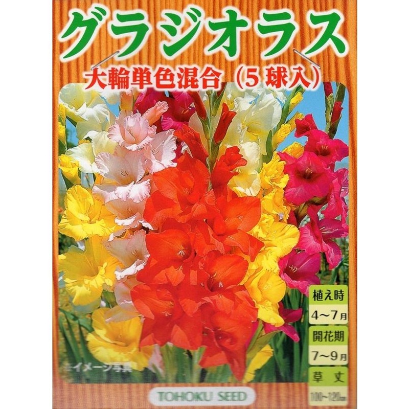 グラジオラス　大輪単色混合