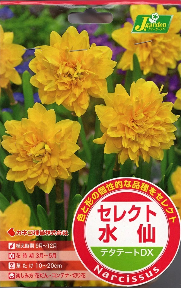 水仙　テタテートDX