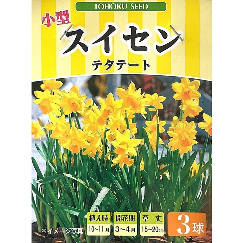 スイセン テタテート