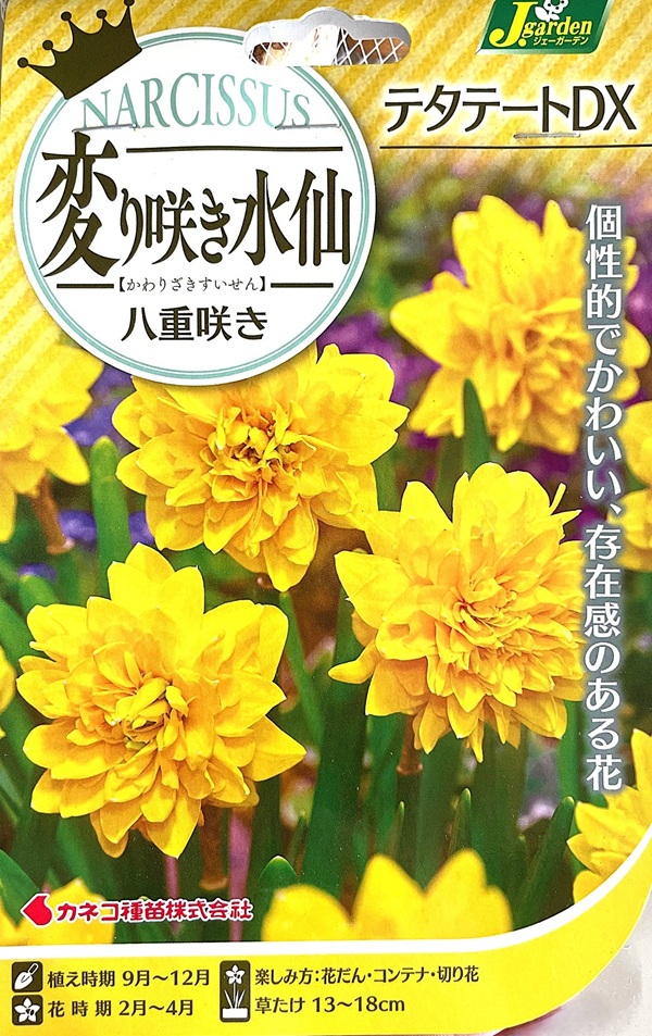 変り咲き水仙 テタテートDX