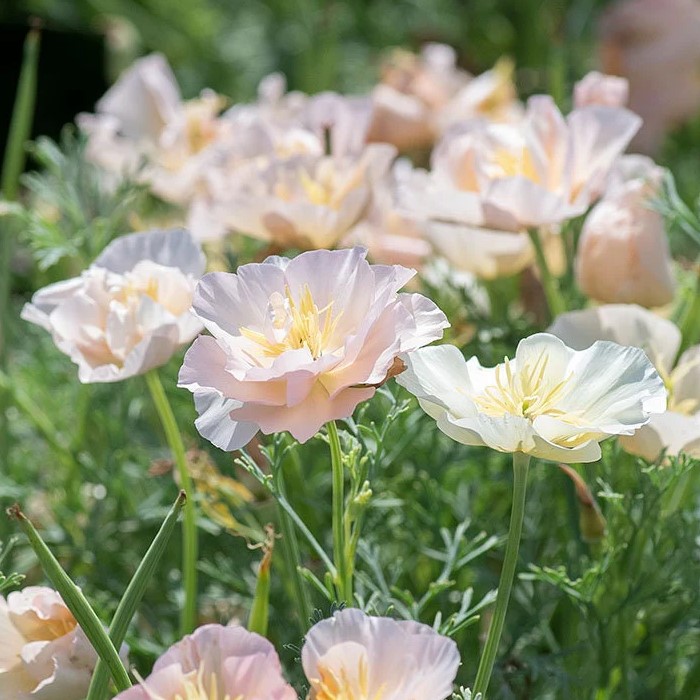 カリフォルニアポピー タイ シルク ピンク シャンパーニュ