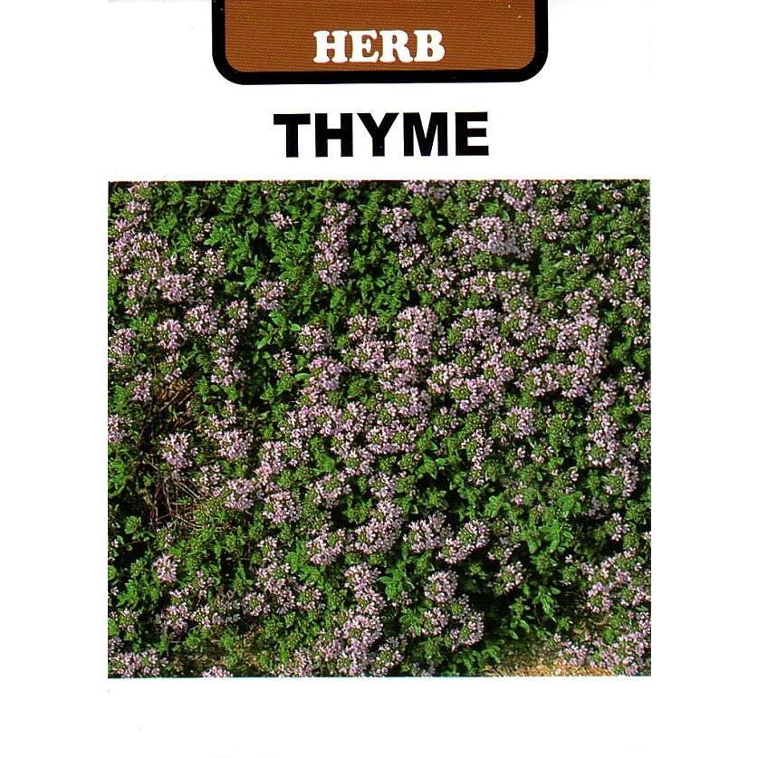 クリーピングタイム藤田種子