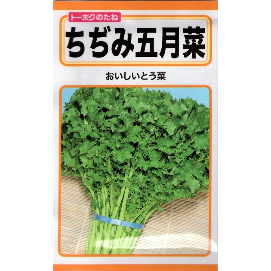 ちぢみ五月菜