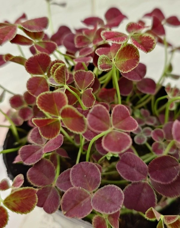 エンジェルクローバー　ティラミス