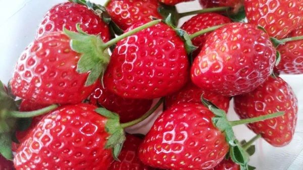 いちご　とちおとめ3