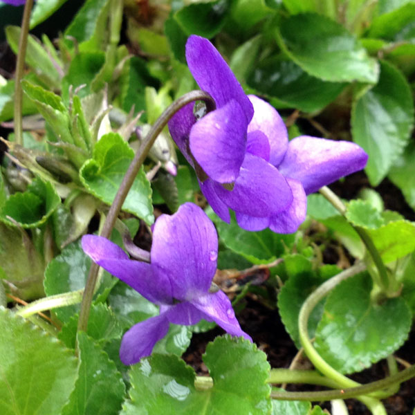 ニオイスミレ　トラベック