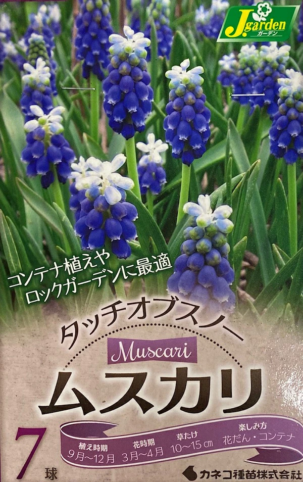 ムスカリ タッチオブスノー