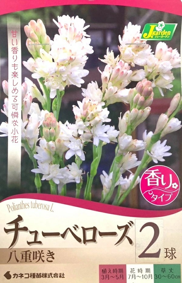チューベローズ　八重咲き