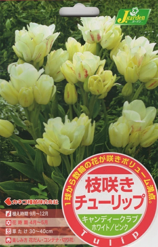 枝咲きチューリップ キャンディークラブ