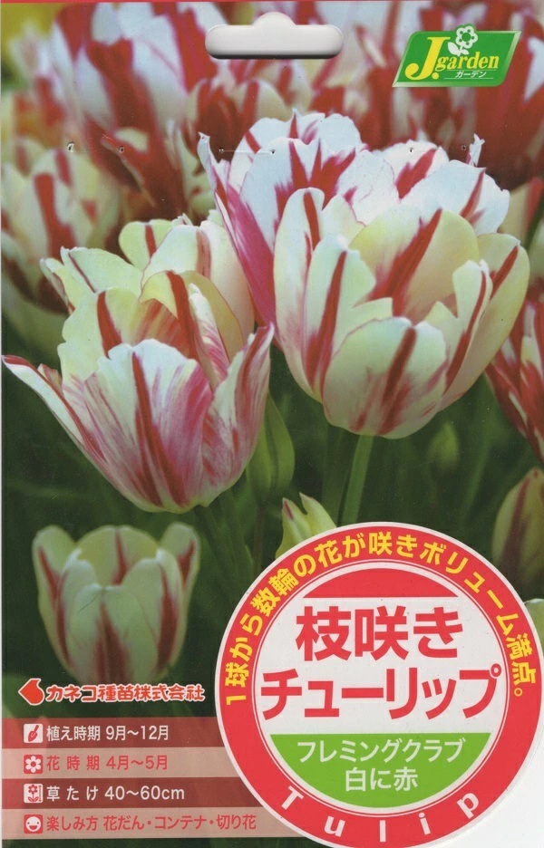 枝咲きチューリップ フレミングクラブ