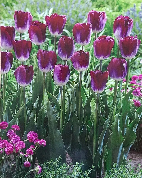 チューリップ　カンサスプラウド