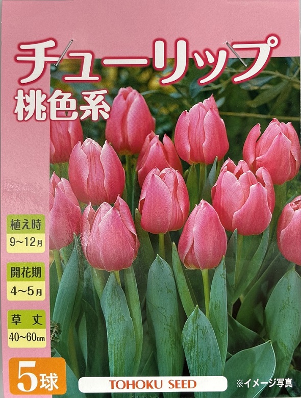 チューリップ桃色系