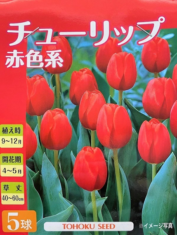 チューリップ赤色系